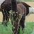 Alpacas 17 thumbnail