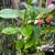***** Hydrangea Plant with White Flower ***** 1 thumbnail