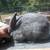 Silver Fox rabbits, pedigreed 1 thumbnail