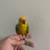 Sun Conure baby parrot 9 thumbnail