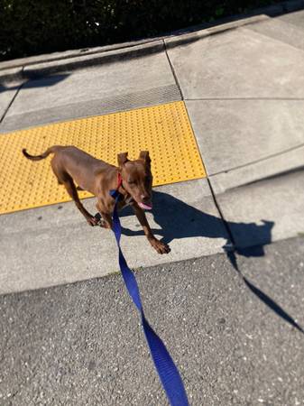 Rehoming- for adoption - female puppy pitbull mix awesome puppy! (oakland lake merritt / grand)63966325664259124