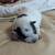 Texas Blue Heeler Puppies 3 thumbnail