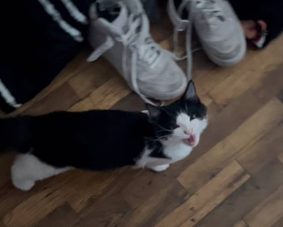 Gato gratis64840129084931122