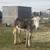 Male donkey 1 thumbnail