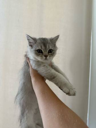 Scottish fold (Citrus Heights)63679255057281124