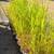 ZEBRA GRASS 2 thumbnail