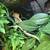 Ceested geckos 6 thumbnail