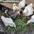 Sebastopol Goslings (Geese Babies) 2M/3F 8 thumbnail