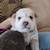 Alaskan Pit bull Puppies 2 thumbnail
