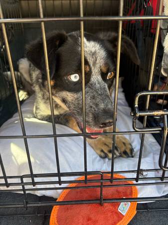 heeler/shepherd rehoming (Walla Walla)555765076780001281