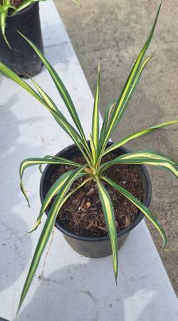 1 available Yucca Filamentosa color guard plant $5.00 1