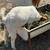 Boer goats bred / chivas cargadas 11 thumbnail