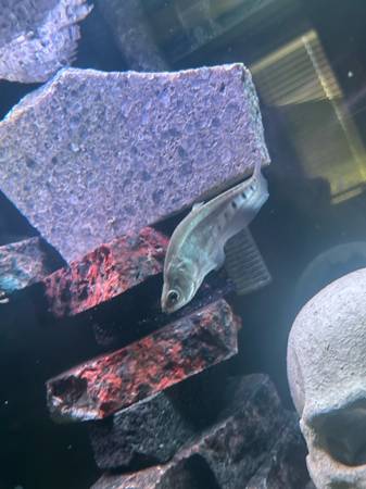 Clown Knifefish (Indianola)63671589201921120