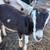 Dairy goats 2 thumbnail