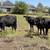 Brangus Replacement Heifers 8 thumbnail