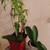 plants in vases 1 thumbnail