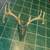 Deer scull mount 5 thumbnail