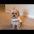 Dog Items 5 thumbnail
