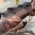 Decorative Large Leather Horse 22.5"w 5 thumbnail