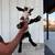 Nigerian Dwarf Goats 14 thumbnail
