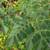Organic Moringa: Fresh-picked leaves 3 thumbnail