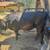 beefmaster X steer 2 thumbnail