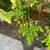 Curry leaves and moringa 5 thumbnail
