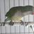 Quaker parrot 3 thumbnail