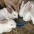 Bunnies for sale 8 thumbnail