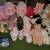 Large Lot of Pig Plush Animal Stuffies Toys Cute 1 thumbnail