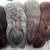 Silver Fox Rabbits 1 thumbnail