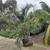 MULE Palms!!! Rare Hybrid Palm 20 thumbnail