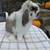 Holland Lop Bunny 3 thumbnail