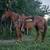 Horses 14 thumbnail