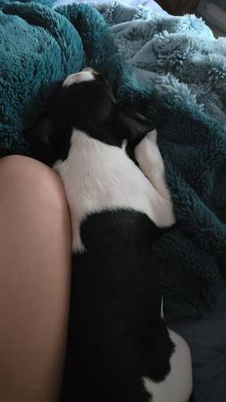 Coonhound puppy (Rock Springs)63843455131011124
