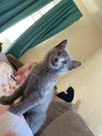 Gatitos consentidos !63671554547075122