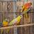 Australian Parakeets 7 thumbnail