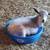 Nigerian dwarf wether 1 thumbnail