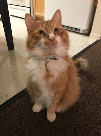 Gato macho de color naranja necesita un hogar amoroso (albany / el cerrito)63862000727425121
