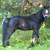 Pony Gelding 3 thumbnail