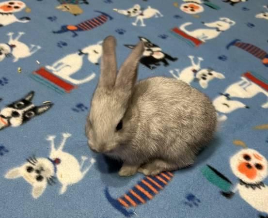 Baby Rabbits (South hill)63684416409473122