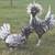 Show quality Silver and Golden laced chicks located in Claremore 4 thumbnail