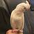 African Grey Parrot and Goffin Cockatoo rehoming 4 thumbnail
