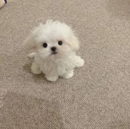 Machito maltés de 2 meses Rehoming (Beverly Hills)63869928968195120