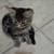 Cute and sweet socialized kittens  $30 8 thumbnail