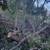 Oak Tree for Projects/Hobby/Firewood 1 thumbnail