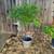 China Berry Tree 1 thumbnail