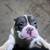 Exotic Bully Puppies 20 thumbnail