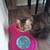 5 year old female cat. Tabby/Maine coon mix 3 thumbnail