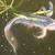 Imported Butterfly Koi Asagi 6 thumbnail